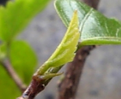 ハイビスカス_100226-3