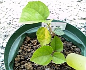 ちゅらさんエリー070805