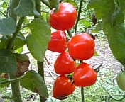 ミニトマト080718-1