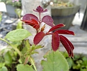 フレンチパフューム070805