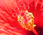 名古屋ハイビ070806_3