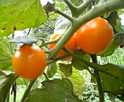 ミニトマト080718-2