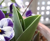 チューリップ_100227-2