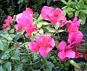 ブーゲンビレア080718