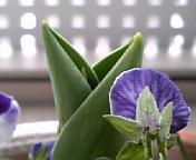 チューリップ_100227-3