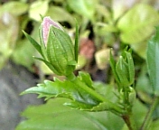 サマーブリーズ080719