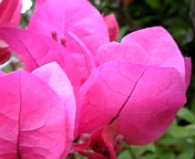 ブーゲンビレア080719