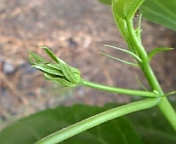 イタリアンレッド070825_3