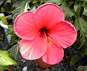 サマーブリーズ070826