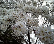さくら_100408-1