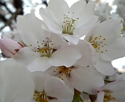 さくら_100408-2