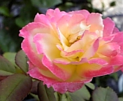 フレンチパフューム070826