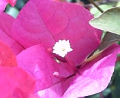 ブーゲンビレア080720