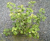 ブーゲンビレア080923-1