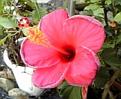 サマーブリーズ070809