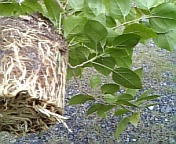 ブーゲンビレア080923-2