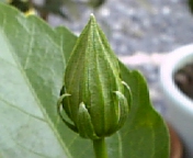 クラシックホワイト070809