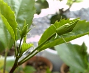 コーラルレモン070809