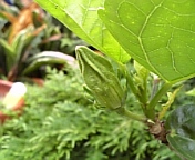 ナディアカハナモク070712