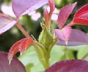 フレンチパフューム070809