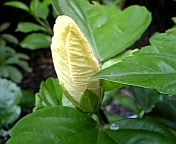 キーライムパイ080726