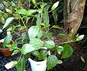 クラシックホワイト070815_1