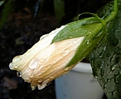 クラシックホワイト070815_2