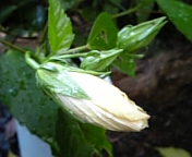 クラシックホワイト070815_3