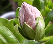 名古屋ハイビ070803