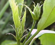 コーラルレモン070803