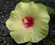 キーライムパイ_080727-1