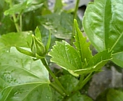 イタリアンレッド070815