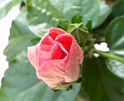 ハイビスカス081009