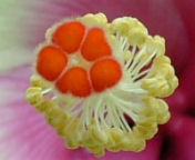 キーライムパイ_080727-3