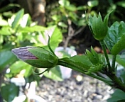 レッドスター080712