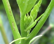 クラシックホワイト070716