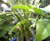 フウリンブッソウゲ081007