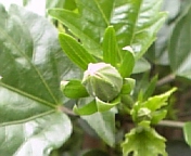 名古屋ハイビ070716