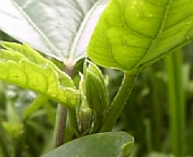 キーライムパイ070716