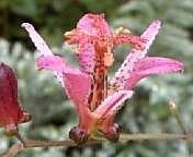 ホトトギス081007-2