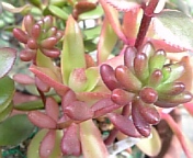 多肉リース081007