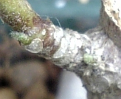 ちゅらさんエリー070422