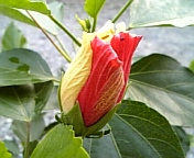 クラシックホワイト081018-3