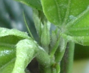 キーライムパイ070806