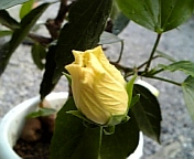 クラシックホワイト081018-4