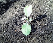 茎ブロッコリー_100314-1