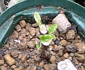 ハイビ植替え070422_3