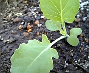 茎ブロッコリー_100314-2