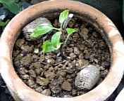 ハイビ植替え070422_3