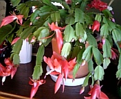 シャコバサボテン081225